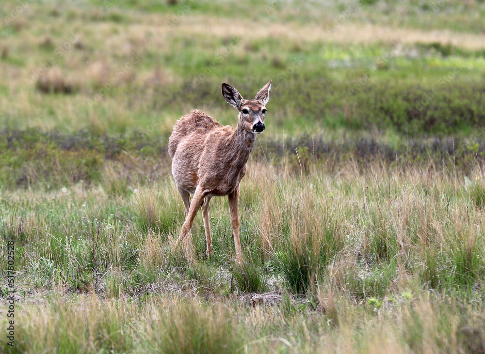Deer in Babb Montana Deer in Babb Montana