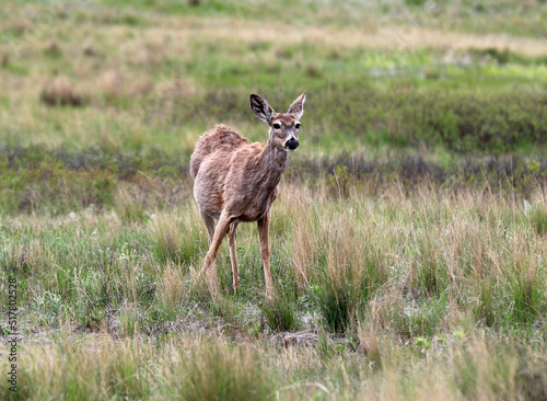Fototapeta Naklejka Na Ścianę i Meble -  Deer in Babb Montana