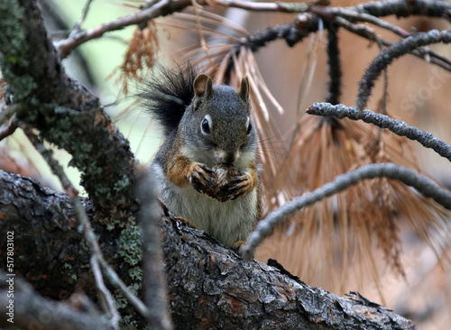 Squirrel in Flathead Valley Montana photo