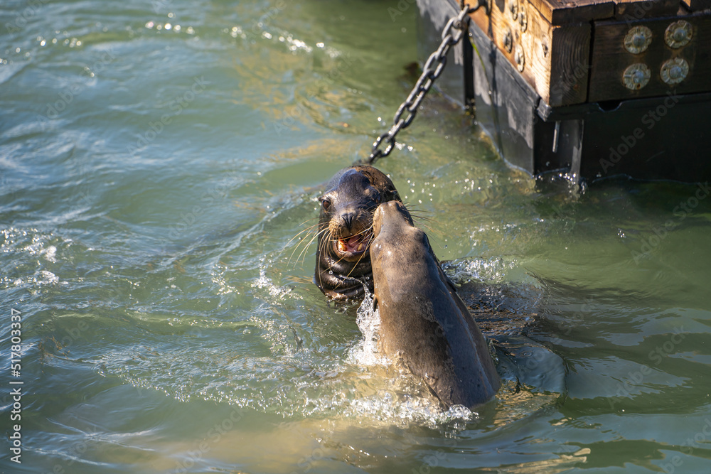 Fototapeta premium Two sea lions playing and fighting in the ocean.