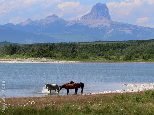 Drinking horses at Duck Lake © Ian