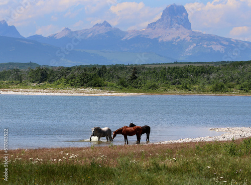 Drinking horses at Duck Lake