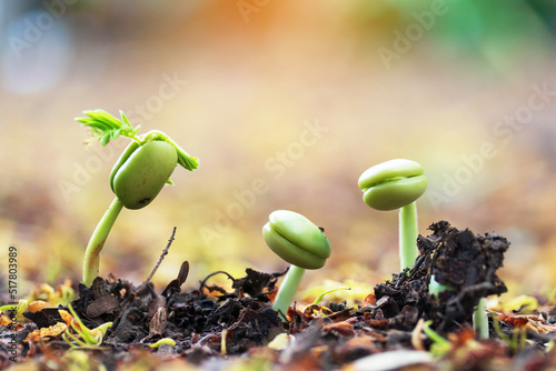 Little three green seedlings growing in soil, closeup