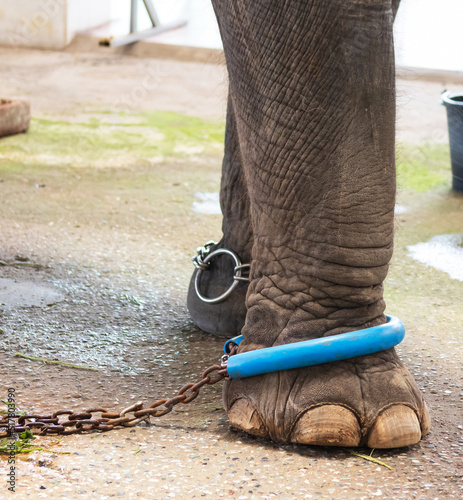 Photography elephant chained