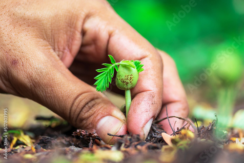 A gardener's hand is pulling weeds out of the field photo