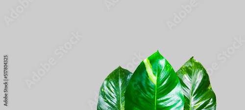 Isolated Epipremnum aureum leaves with clipping paths on gray back ground
