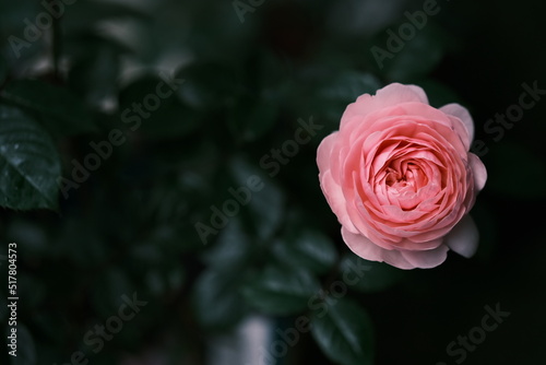                                     rose                     