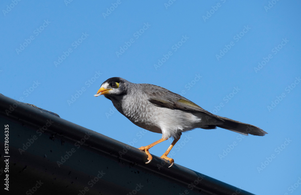 Australian Noisy Miner (Manorina melanocephala) Australian Noisy Miner (Manorina melanocephala)