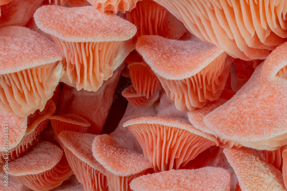 pink oyster mushrooms pink oyster mushrooms