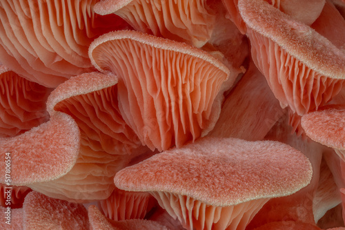 pink oyster mushrooms