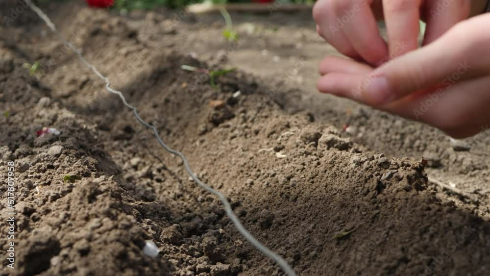 Unrecognizable child's hand sow seeds of beetroot in fertility soil. Concept of greening, care and ecology