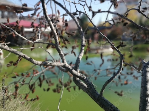 leaves on a branch photo