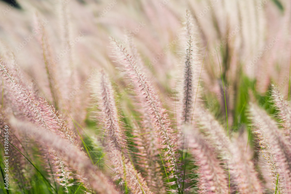 grass flower, nature field background
grass flower, nature field background