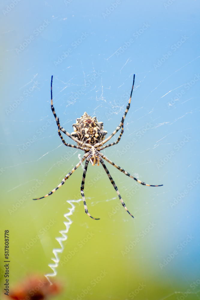Close-up shot of Argiope lobata Spider Close-up shot of Argiope lobata Spider