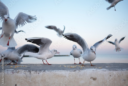 white birds seagulls fly on the beach over the sea