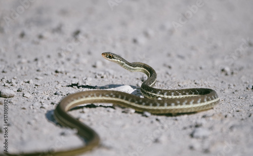 Garter Snake on the road