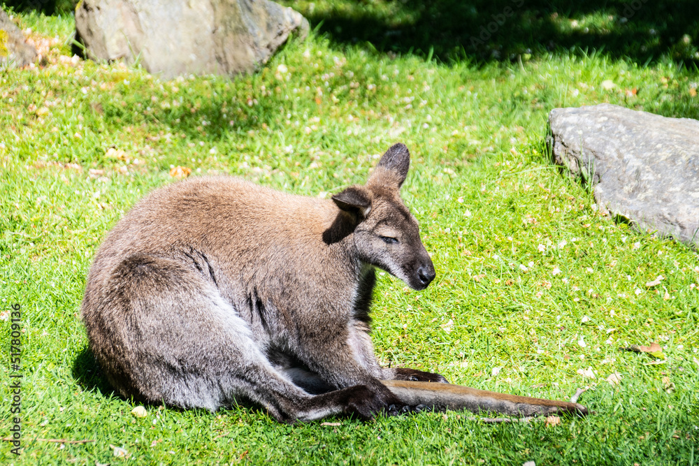 Kangaroo