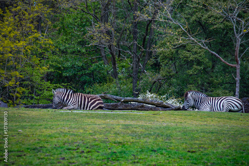 Zebras © Cliff