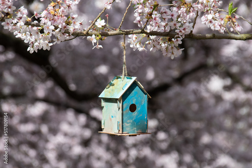 Bird House among Spring Blossoms, University of Washington, Seattle Washington, Spring © Cliff