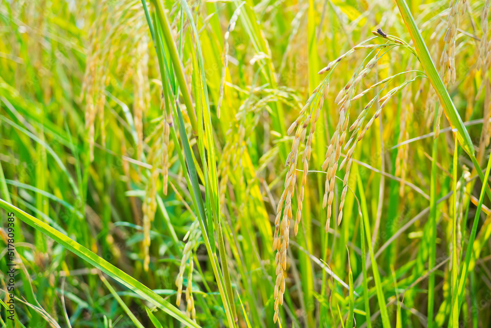 field wheat background , landscape
field wheat background , landscape