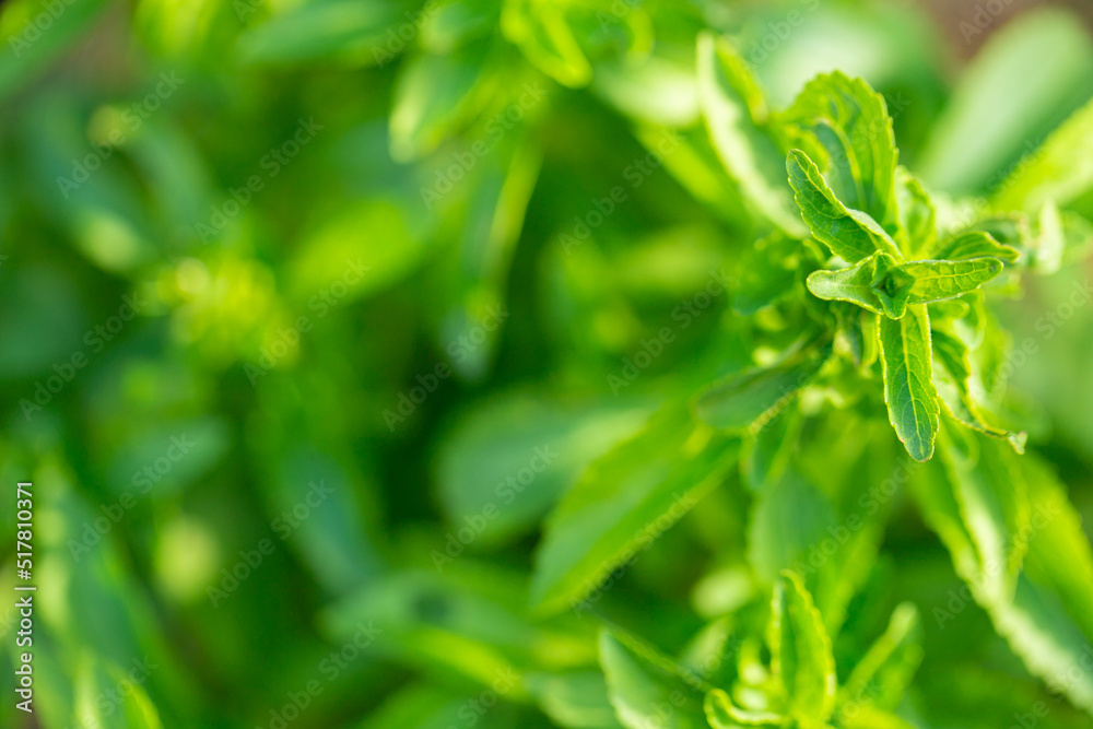 Stevia rebaudiana branch close up on blurred green background. sweet leaf sugar substitute..Close up of the leaves of a stevia plant. Low Calorie Vegetable Sweetener Stevia rebaudiana branch close up on blurred green background. sweet leaf sugar substitute..Close up of the leaves of a stevia plant. Low Calorie Vegetable Sweetener
