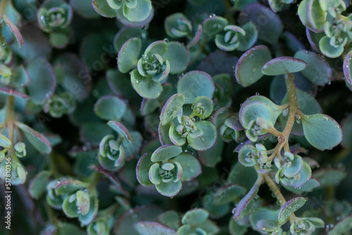 Succulents and sedums .Sedum eversa Ewersii. groundcover flower.Beautiful nature background in green and blue shades
