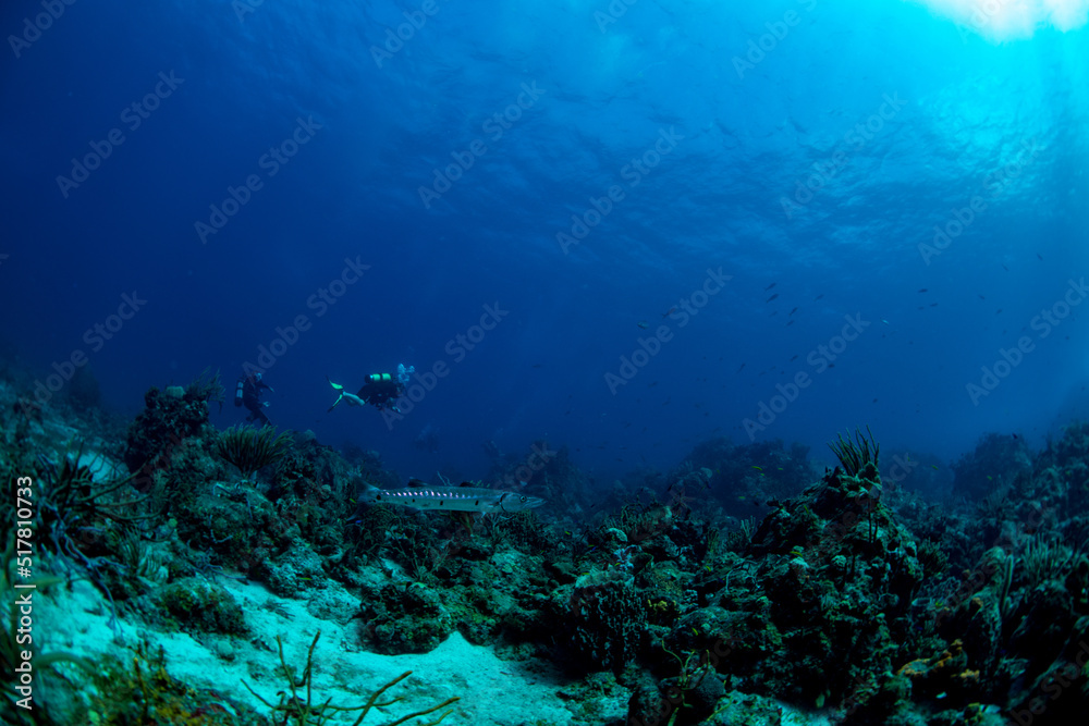 scuba diver and coral reef