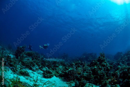 scuba diver and coral reef © Bruce