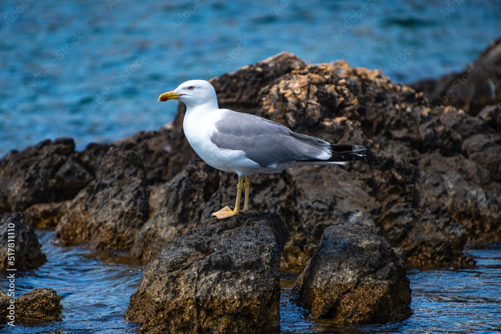 Close up view of a flying seagull standing on a rocky seaside area in Alonissos island, Greece Close up view of a flying seagull standing on a rocky seaside area in Alonissos island, Greece