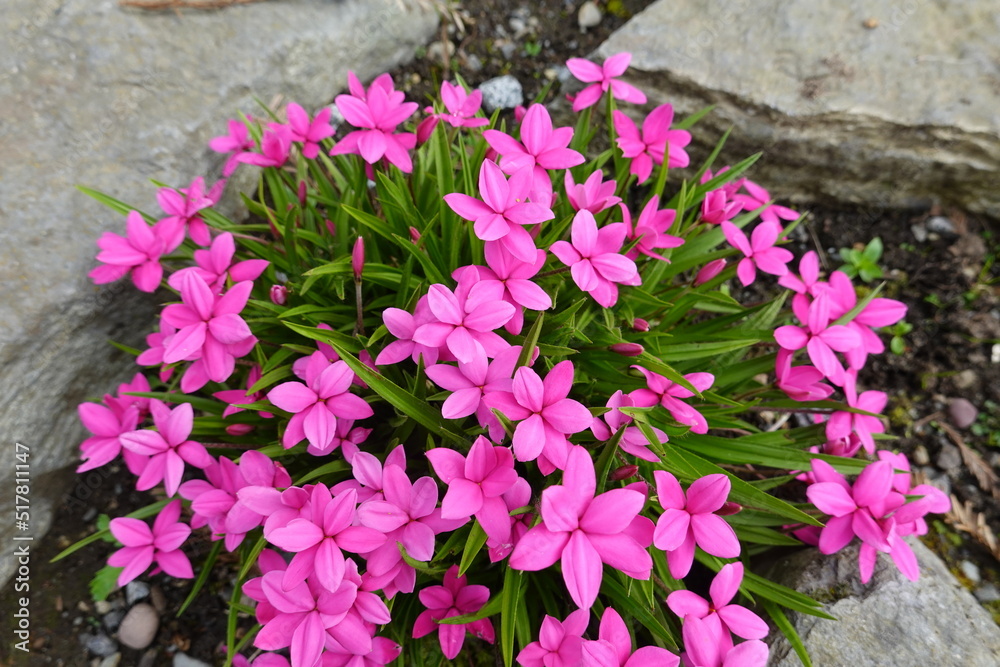 Rhodohypoxis are small, clump-forming, bulbous perennials. They bear single, star-shaped flowers in white, pink, red or purple color.
