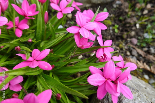Rhodohypoxis is a small genus of tuberous flowering plants in the family Hypoxidaceae, native to southern Africa (South Africa, Lesotho, Swaziland). photo