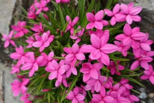 Rhodohypoxis plants bloom from spring to the start of summer. When they carry multitudes of flat pink, red, or white flowers. photo