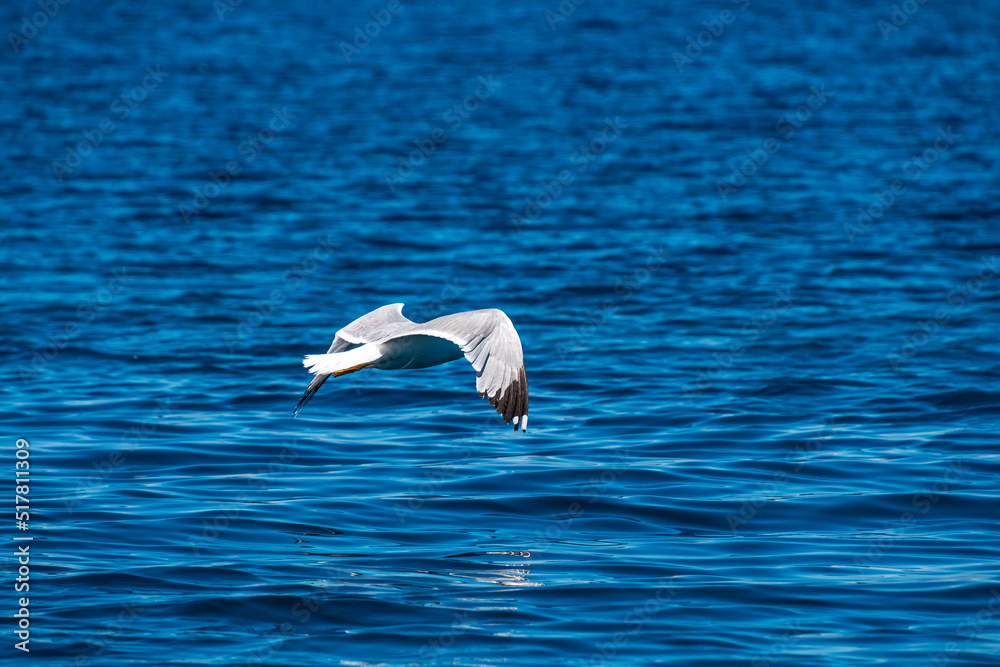 Close up view of a flying seagull flying over a rocky seaside area in Alonissos, Greece Close up view of a flying seagull flying over a rocky seaside area in Alonissos, Greece