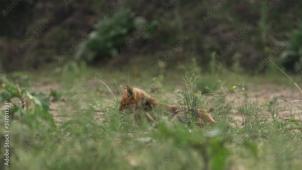 Wild fox lying on ground covered with green grass stems, distance static view Wild fox lying on ground covered with green grass stems, distance static view