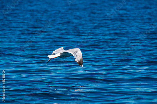 Close up view of a flying seagull flying over a rocky seaside area in Alonissos, Greece