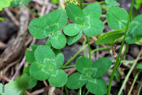 Wallpaper Mural 幸運の四つ葉と五つ葉のクローバー Torontodigital.ca