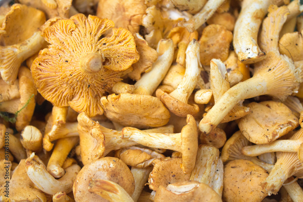 a lot of yellow forest mushrooms a lot of yellow forest mushrooms