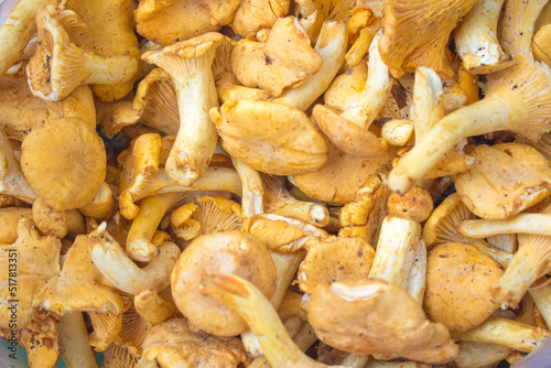 a lot of yellow forest mushrooms