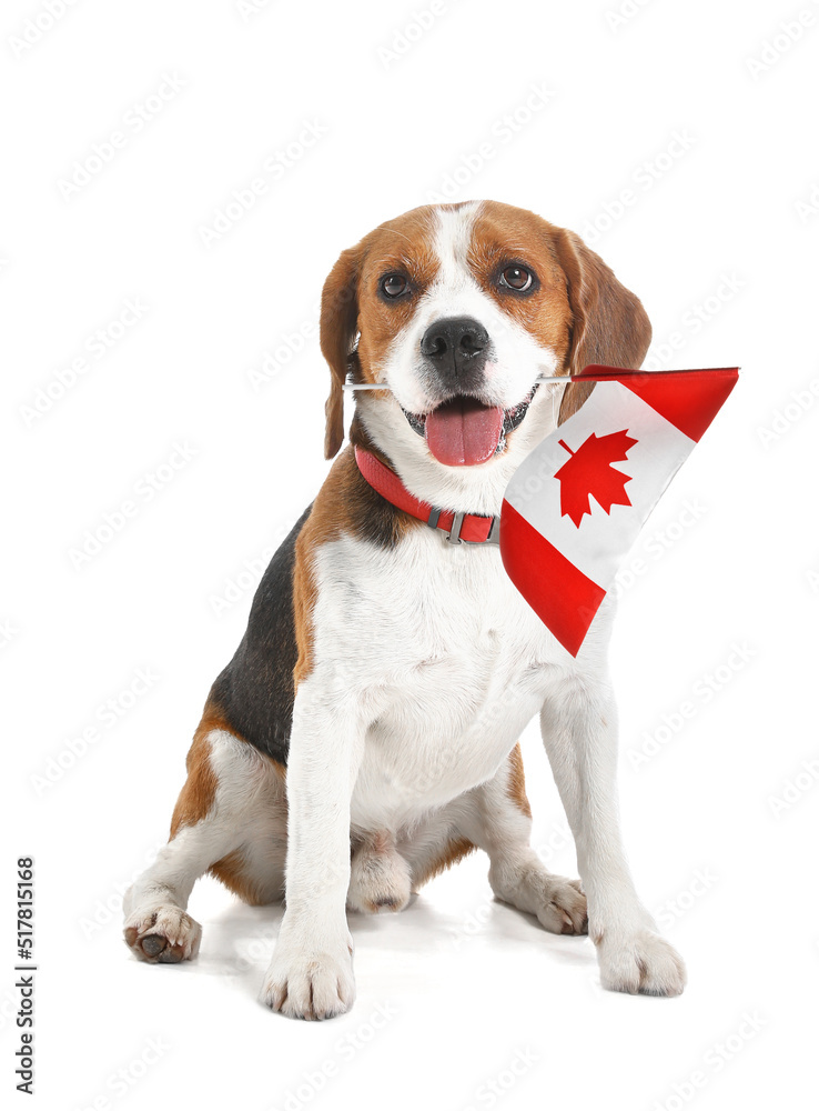 Beagle dog with flag of Canada isolated on white