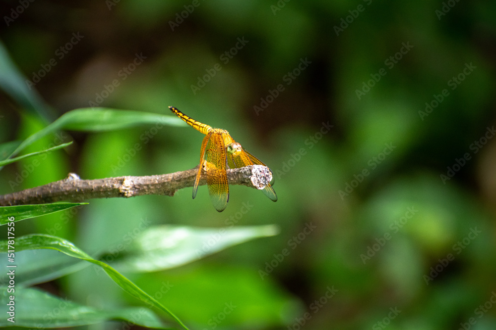 Naklejka premium butterfly on a leaf