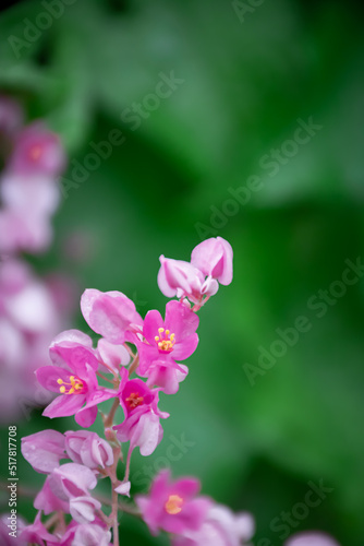 pink flower © Johanes