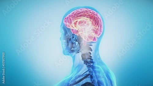 Close up animation of Brain. Human Male Transparent Body Rotating. Nervous System. Organs and Bones.
