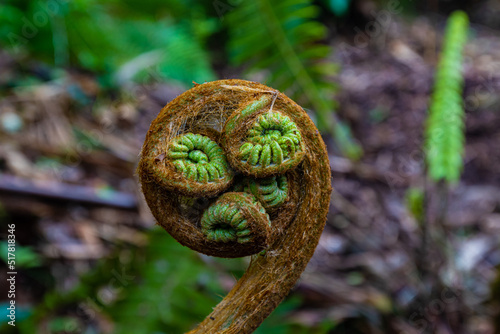 Hapu'u Fern Fronds (Cibotium glaucum) on Makaula O Oma Trail, Honuaula Forest Preserve, Hawaii Island, Hawaii, USA