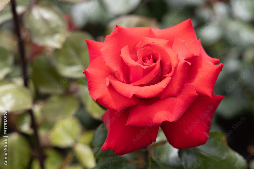 red rose in garden