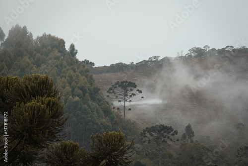 Araucaria trees seen from above on the mountain