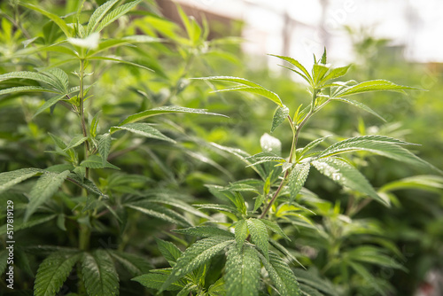 closeup cannabis plant in greenhouse