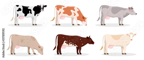 Different cow breeds vector illustrations set. Cartoon drawings of Jersey, Holstein or Frisian cows, meat, milk or dairy production. Agriculture, farming, cattle breeding, domestic animals concept