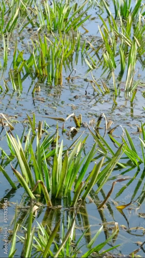 VERTICAL VIDEO: Aquatic plants Water-soldier or water pineapple (Stratiotes aloides). Close-up of surface of water on the like cowered with green Aquatic plants