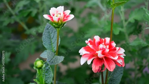 ダリアの花の花姿はイロイロ、大柄な花からこちらは可愛らしいタイプも