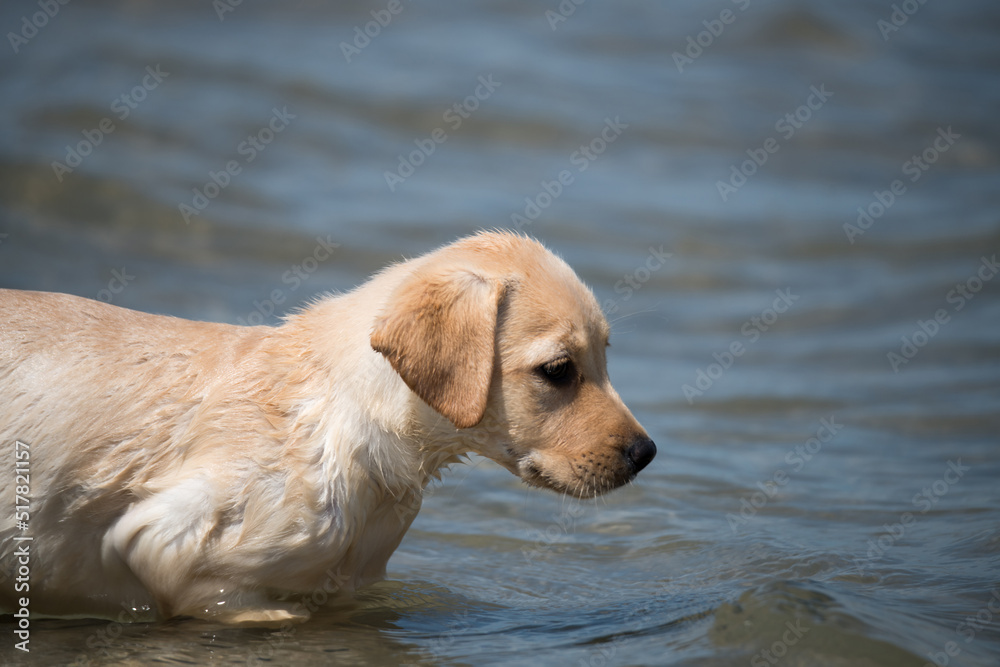 Yellow Labrador playing at the beach